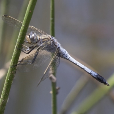 Orthetrum caledonicum (Blue Skimmer) at Dunlop, ACT - 2 Jan 2019 by AlisonMilton