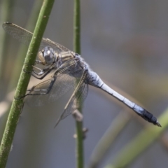 Orthetrum caledonicum (Blue Skimmer) at Dunlop, ACT - 2 Jan 2019 by Alison Milton