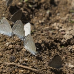 Zizina otis (Common Grass-Blue) at Dunlop, ACT - 2 Jan 2019 by AlisonMilton