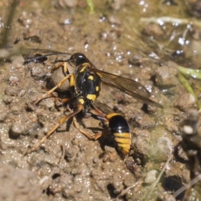 Sceliphron formosum (Formosum mud-dauber) at The Pinnacle - 2 Jan 2019 by Alison Milton