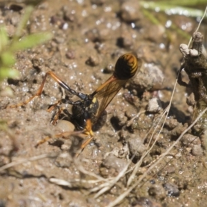 Sceliphron formosum at Dunlop, ACT - 2 Jan 2019