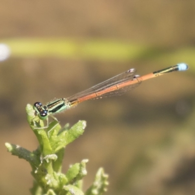 Ischnura aurora (Aurora Bluetail) at Dunlop, ACT - 2 Jan 2019 by Alison Milton