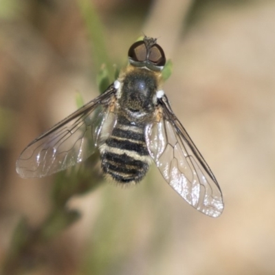 Villa sp. (genus) (Unidentified Villa bee fly) at The Pinnacle - 2 Jan 2019 by Alison Milton