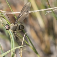 Comptosia sp. (genus) (Unidentified Comptosia bee fly) at Dunlop, ACT - 18 Jan 2019 by Alison Milton
