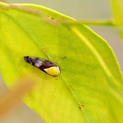 Brunotartessus fulvus (Yellow-headed Leafhopper) at The Pinnacle - 18 Jan 2019 by AlisonMilton