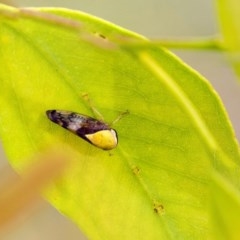 Brunotartessus fulvus (Yellow-headed Leafhopper) at Dunlop, ACT - 18 Jan 2019 by AlisonMilton