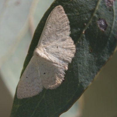 Scopula optivata (Varied Wave) at Dunlop, ACT - 18 Jan 2019 by Alison Milton