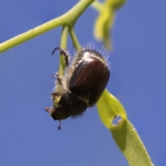 Liparetrus sp. (genus) (Chafer beetle) at Dunlop, ACT - 19 Jan 2019 by AlisonMilton