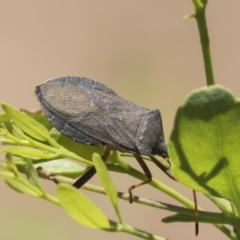 Amorbus (genus) (Eucalyptus Tip bug) at Hawker, ACT - 19 Jan 2019 by AlisonMilton