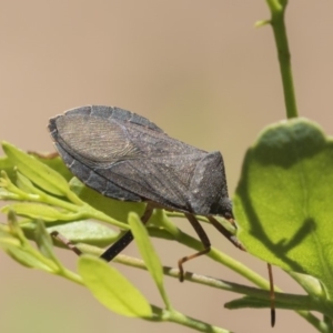 Amorbus sp. (genus) at Hawker, ACT - 19 Jan 2019