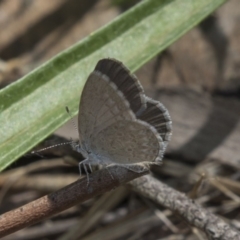 Zizina otis (Common Grass-Blue) at The Pinnacle - 19 Jan 2019 by Alison Milton