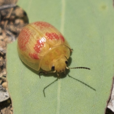 Paropsisterna fastidiosa (Eucalyptus leaf beetle) at Hawker, ACT - 19 Jan 2019 by AlisonMilton