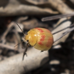 Paropsisterna fastidiosa at Hawker, ACT - 19 Jan 2019 12:08 PM