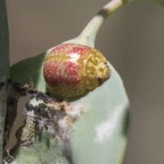 Paropsisterna fastidiosa (Eucalyptus leaf beetle) at The Pinnacle - 19 Jan 2019 by Alison Milton