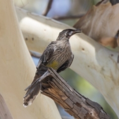 Anthochaera carunculata (Red Wattlebird) at Hawker, ACT - 19 Jan 2019 by Alison Milton