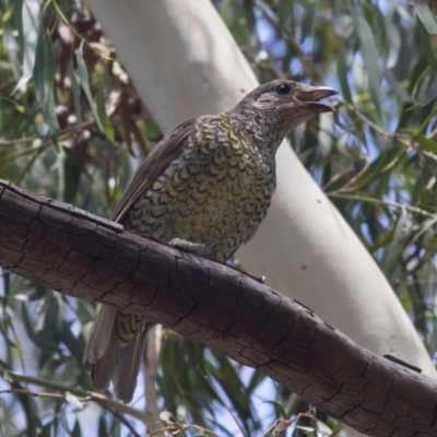 Ptilonorhynchus violaceus (Satin Bowerbird) at Hawker, ACT - 19 Jan 2019 by AlisonMilton