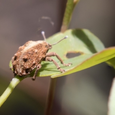 Oxyops fasciculatus (A weevil) at The Pinnacle - 19 Jan 2019 by AlisonMilton