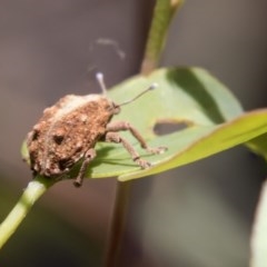 Oxyops fasciculatus (A weevil) at Hawker, ACT - 19 Jan 2019 by Alison Milton