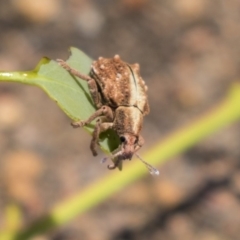 Oxyops fasciculatus at Hawker, ACT - 19 Jan 2019 12:23 PM