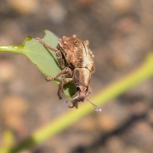 Oxyops fasciculatus at Hawker, ACT - 19 Jan 2019