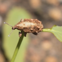 Oxyops fasciculatus at Hawker, ACT - 19 Jan 2019 12:23 PM