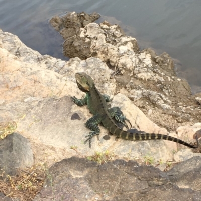 Intellagama lesueurii howittii (Gippsland Water Dragon) at Uriarra Recreation Reserve - 27 Feb 2019 by JaneR