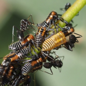 Eurymelinae (subfamily) at O'Connor, ACT - 24 Feb 2019 04:59 PM