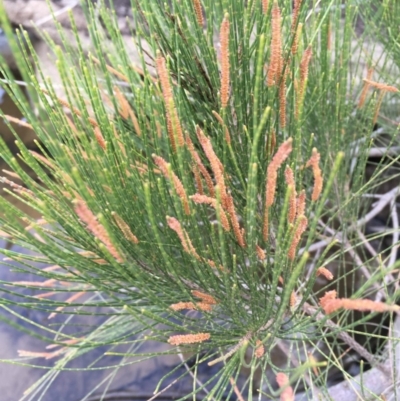 Casuarina cunninghamiana subsp. cunninghamiana (River She-Oak, River Oak) at Uriarra Recreation Reserve - 27 Feb 2019 by JaneR