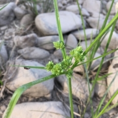 Cyperus eragrostis (Umbrella Sedge) at Stromlo, ACT - 27 Feb 2019 by JaneR