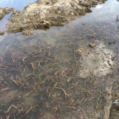 Vallisneria australis (Ribbonweed, Eelweed) at Coree, ACT - 27 Feb 2019 by JaneR