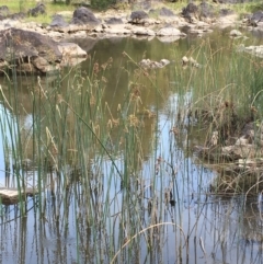 Schoenoplectus tabernaemontani (River Club-rush) at Coree, ACT - 27 Feb 2019 by JaneR