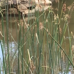 Schoenoplectus validus at Coree, ACT - 27 Feb 2019