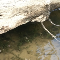 Elodea canadensis (Canadian Pondweed) at Uriarra Recreation Reserve - 27 Feb 2019 by JaneR