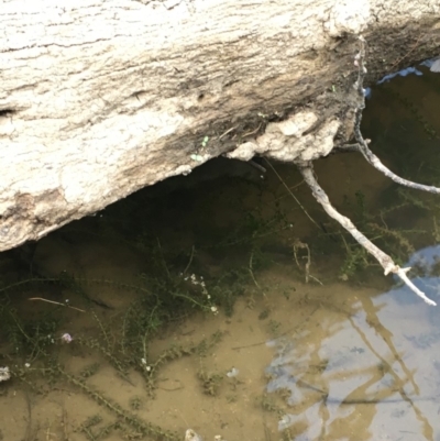 Elodea canadensis (Canadian Pondweed) at Uriarra Recreation Reserve - 27 Feb 2019 by JaneR