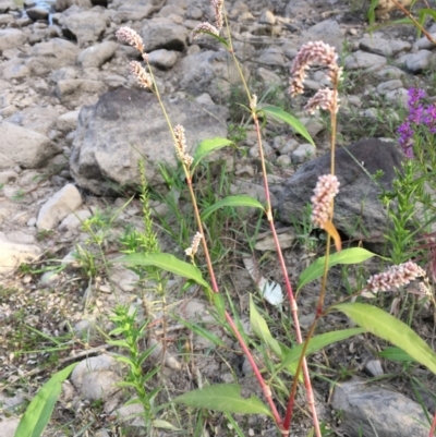 Persicaria lapathifolia (Pale Knotweed) at Uriarra Recreation Reserve - 27 Feb 2019 by JaneR