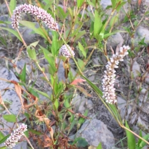 Persicaria lapathifolia at Coree, ACT - 27 Feb 2019