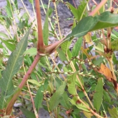 Persicaria lapathifolia at Coree, ACT - 27 Feb 2019