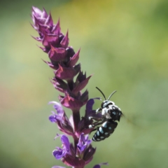 Thyreus caeruleopunctatus (Chequered cuckoo bee) at O'Connor, ACT - 23 Feb 2019 by David