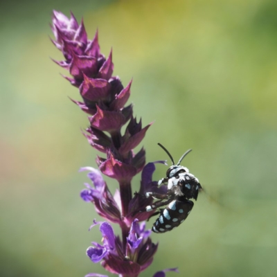 Thyreus caeruleopunctatus (Chequered cuckoo bee) at O'Connor, ACT - 23 Feb 2019 by David