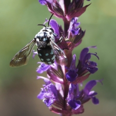 Thyreus caeruleopunctatus at O'Connor, ACT - 23 Feb 2019