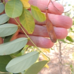 Robinia pseudoacacia at Theodore, ACT - 27 Feb 2019