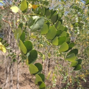 Robinia pseudoacacia at Theodore, ACT - 27 Feb 2019 05:46 PM