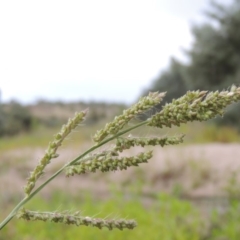 Echinochloa crus-galli (Barnyard Grass) at Tharwa, ACT - 3 Feb 2019 by MichaelBedingfield