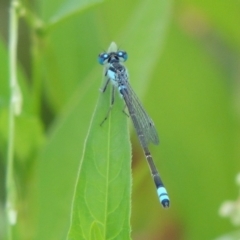 Ischnura heterosticta (Common Bluetail Damselfly) at Gigerline Nature Reserve - 3 Feb 2019 by michaelb