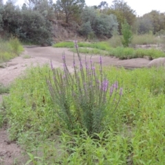 Lythrum salicaria (Purple Loosestrife) at Gigerline Nature Reserve - 3 Feb 2019 by michaelb