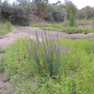 Lythrum salicaria at Tharwa, ACT - 3 Feb 2019