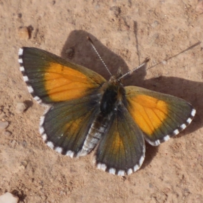 Lucia limbaria (Chequered Copper) at Symonston, ACT - 26 Feb 2019 by Christine