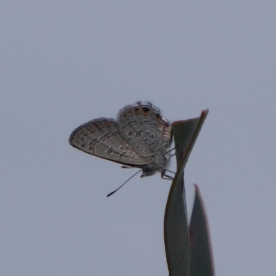 Acrodipsas myrmecophila (Small Ant-blue Butterfly) at Symonston, ACT by Christine