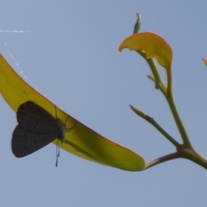 Acrodipsas myrmecophila at suppressed - suppressed