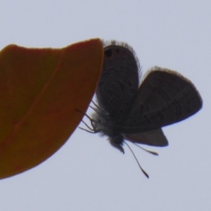 Acrodipsas myrmecophila at suppressed - suppressed